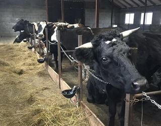 На Львівщині відкрили нову сімейну ферму за сприяння уряду Канади